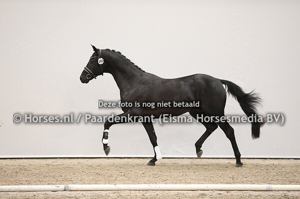 496 Indian Rock x Fairytale