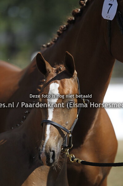 7 Nostradamus v Impresario