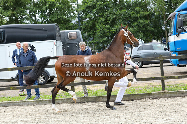 Selinalien ( Cizandro x Eebert ) 