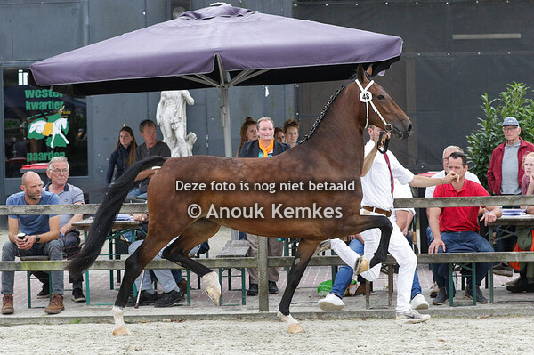 048 - RILANDA CIZANDRO X EEBERT J. EPPINGA, SONDEL/ H. EPPINGA, OUDEMIRDUM