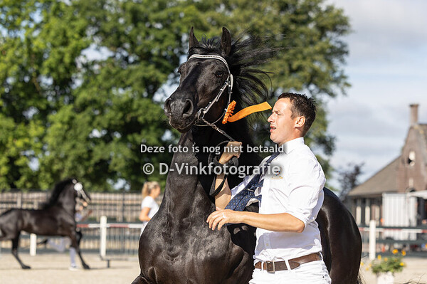 8a. Premiekeuring 4-6 jarige stermerries