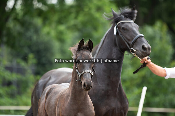 27. Menno De Monte Cavallo