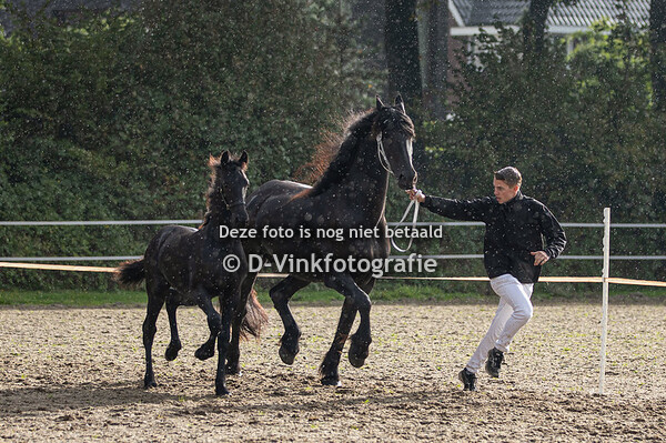 Rubriek 2 merrieveulens