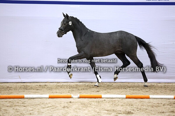 514 (St Emilion x San Amour)