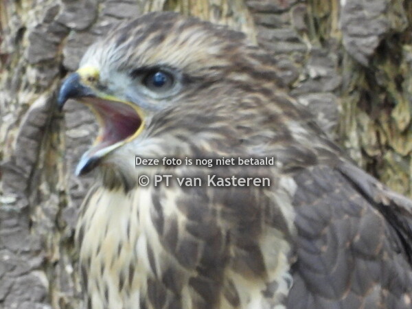 Buizerd