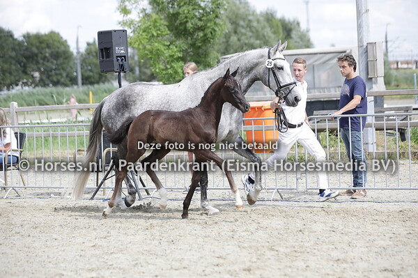 25 Snowisha (Next Romancier x Kadisha v. Ferdeaux)