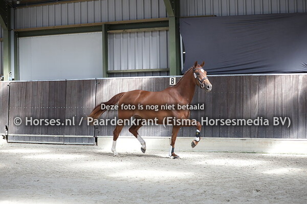 233 Maggiezelma (Vivaldi x Eriezelma v. Uphill)