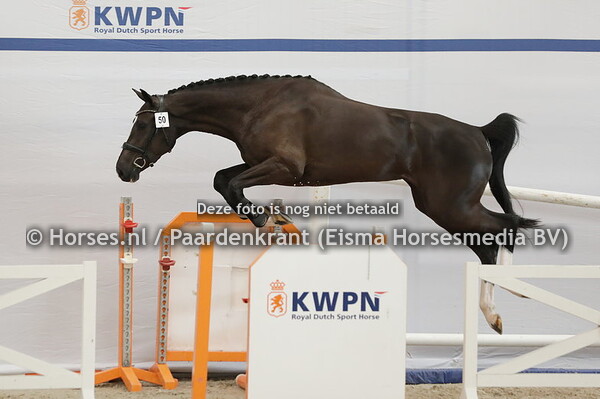 50 Palencia R-E (Di Cantero x Etoulon)