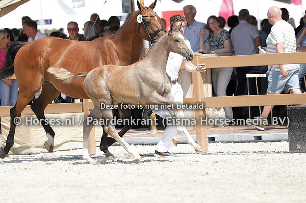 33 Tiabanda VDL (Zirocco Blue x Banda de Hus v. Argentinus)