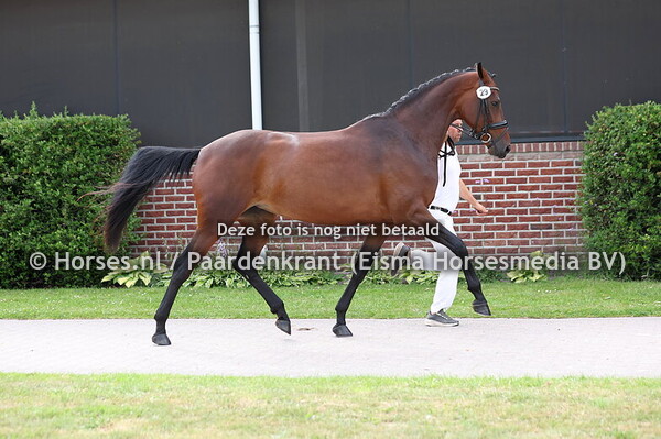 29 Pocahontas (Fontaine TN x Farelza v. Spielberg)