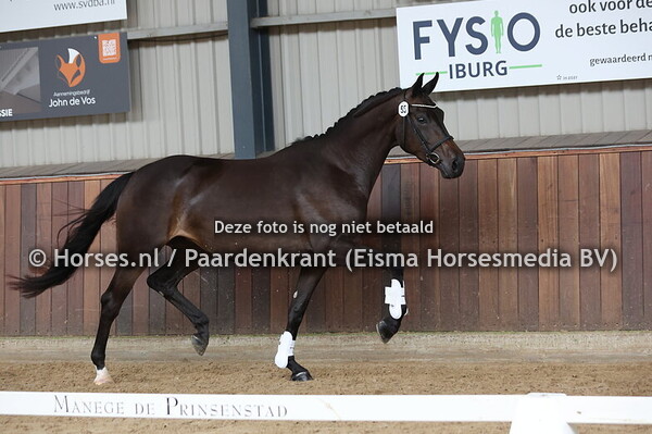 55 Ranilla (Mister Diamond x Anilla  v. United)