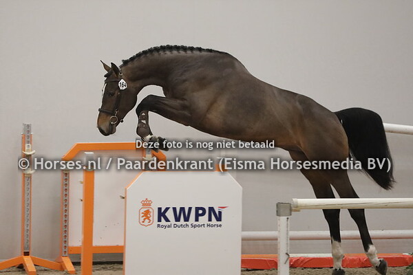 164 Sirocco Optimus (Nixon van't Meulenhof x Anita du Park v. Quick Star)