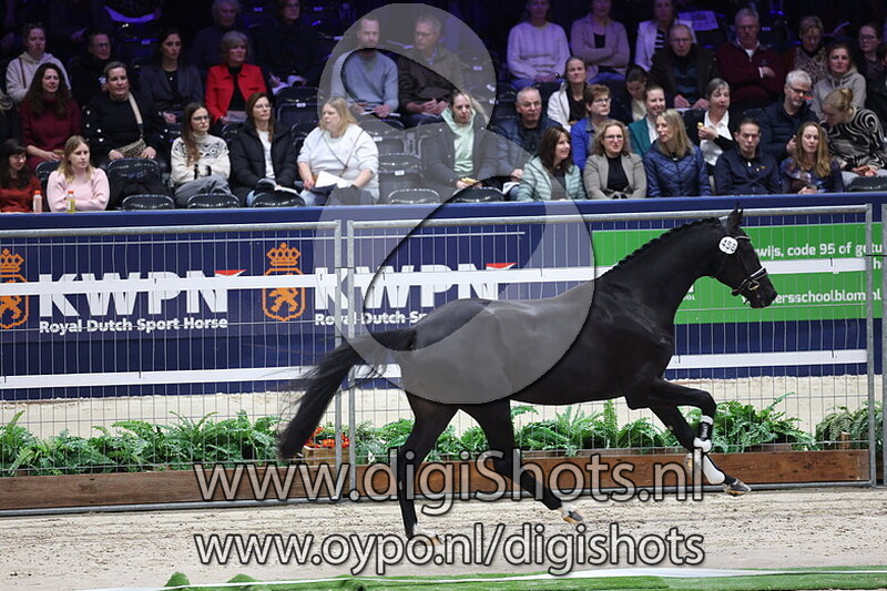 Sotogrande v. My Blue Hors Santiano