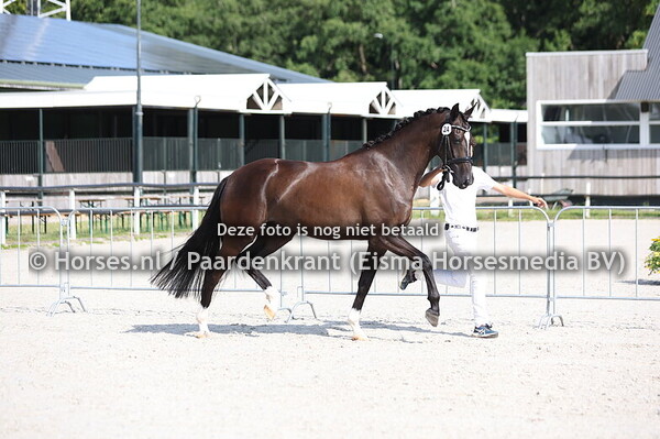 23 SHINE DE JEU (REVOLUTION x DAHLIE V. DONNERHALL)