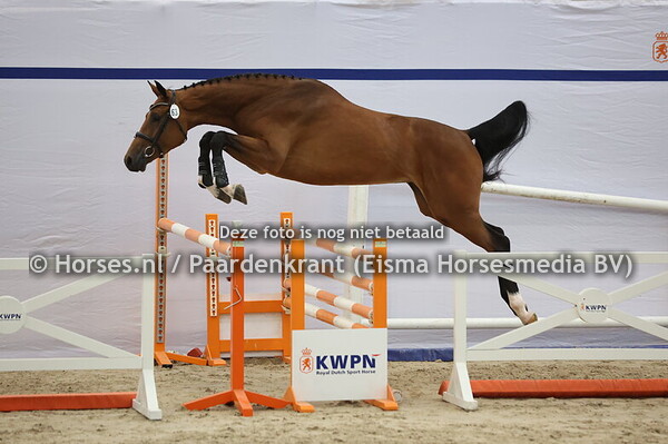 63 Symphony ES (Chacoon Blue x Isolde v. Cumano)