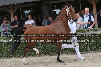 HTNCK25 4-/7- jarige keur-/elitemerries