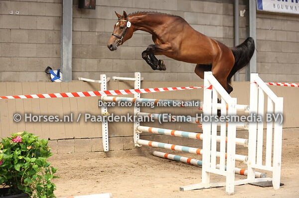 2 Skyhigh des Fontaines (High Shutterfly x Benola des Fontaines)