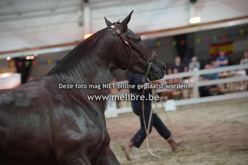 Seccion 5 - Potras de 3 anos