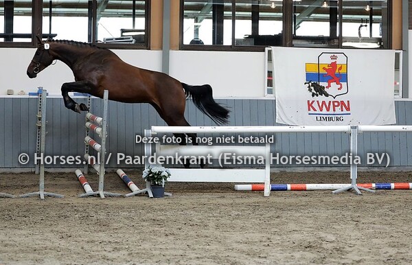 11-07-2020 Stamboekkeuring KWPN Panningen