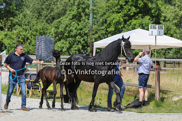 Rubriek 2b merrieveulens