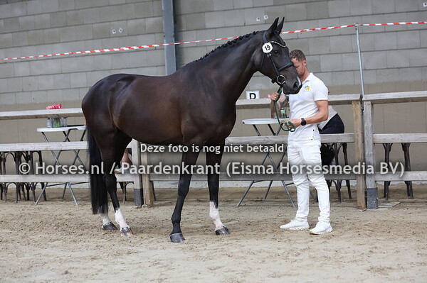 19 Mendelien (Comme il faut x Wendelien v. Tangelo vd Zuuthoeve)