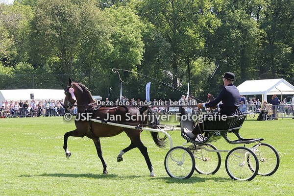 11-05-2024  Tuigpaarden & Hackney concours  De Haere Doornspijk