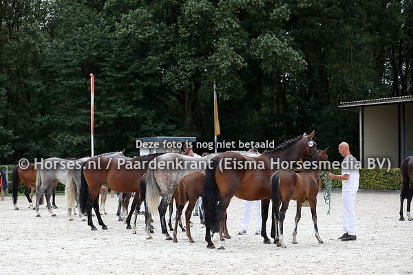 130 Illusion veulens overzicht