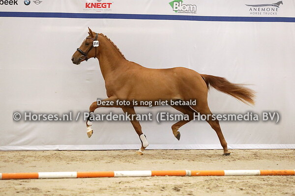 314 Reveaux (Bordeaux x Hassada v.  Apache)