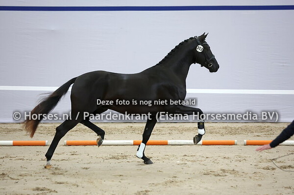 312 (Date US x Vivaldi)