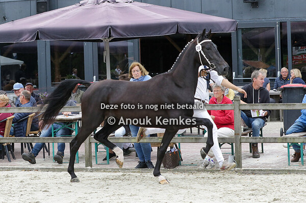 038 - SINETTE KANE BFT X URGENT H HAMSTRA, JISTRUM