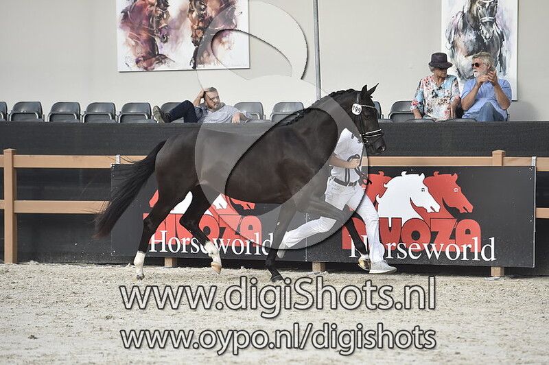 Kardinale Utopia RS2 v. Glock's Toto Jr