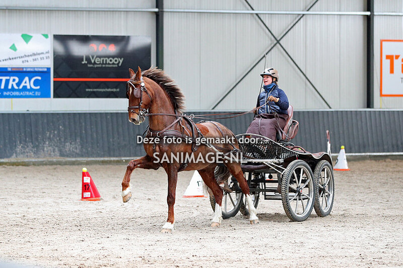 De Voornruiters De Meern Mennen Vaardigheid 11-03-2023 Paarden (14.00-15.00 uur)