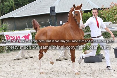 HTNCK25 2-jarige merries 