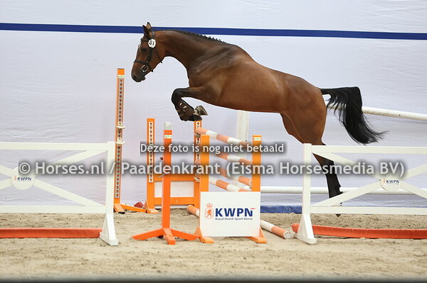 81 Sarissa (Landino x Clarissa v. Cantos)