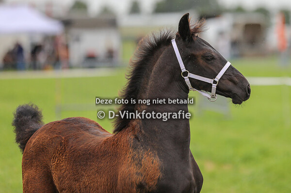 09. Teije van 'ons Plekje"