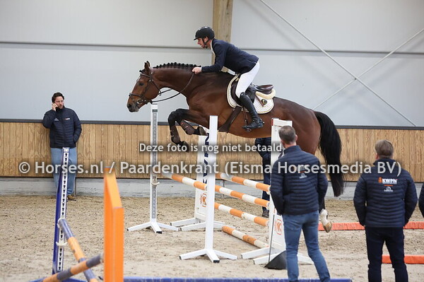 14 Santiago DDH (Lord Sandro x Mr Blue)