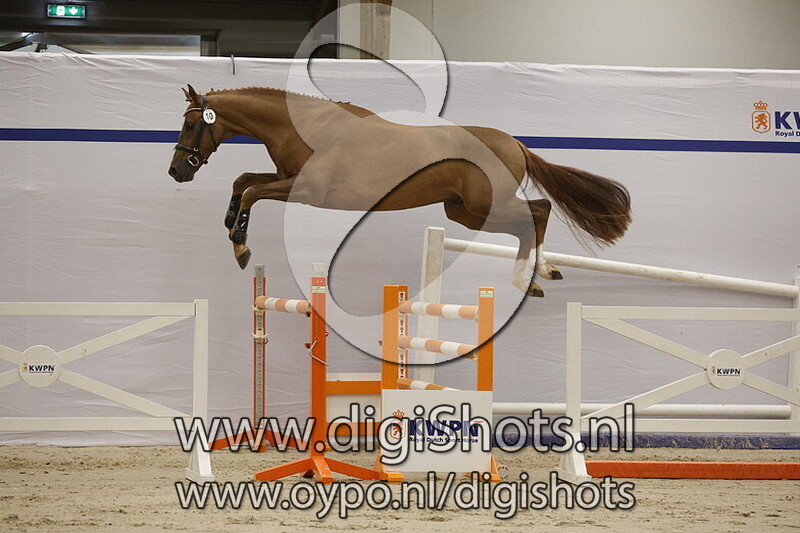 Starking Royal v. Bacardi VDL