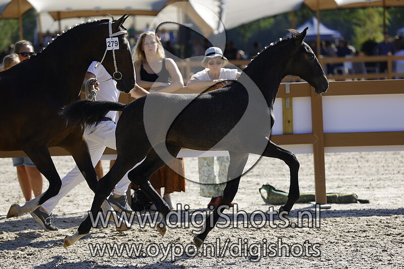 Thea Lia v. Magnifiek