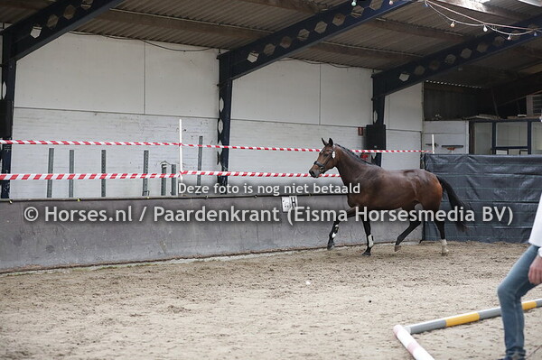 21 Magicatrasse Texel (Zonik x Ellegantrasse Texel v. Jazz)