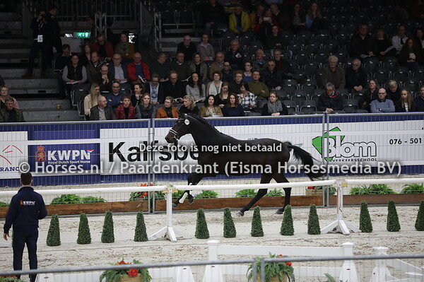 308 Mauritius Taonga (Blue Hors Farell x Darabel v. Westpoint)