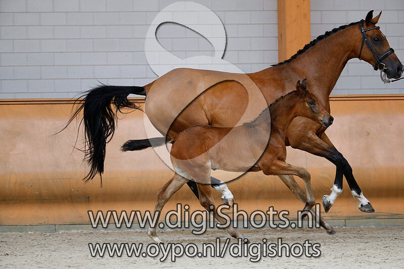 Newton MC v. Habanna