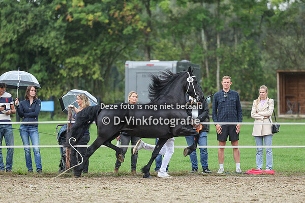 46. Flantje qantje p