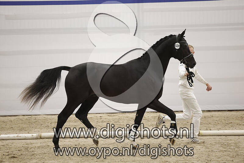 Ponte Vecchio v. Taminiau - 530