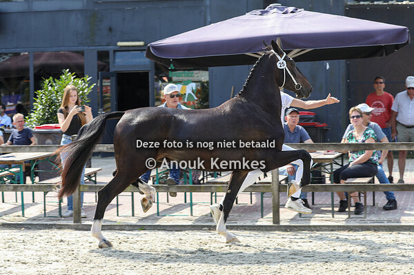 Rulony ( Lanto HBC x Waterman )