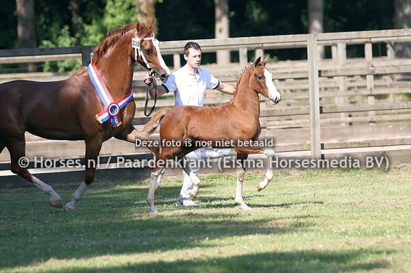 229 Variant (Macho x Pioen Roos v. Innovatief)