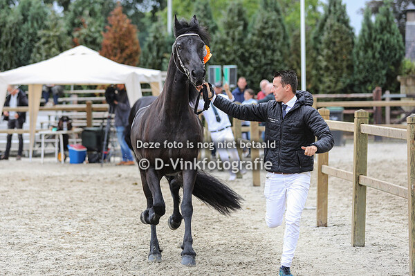 Rubriek 6e 3 jarige veulenboekmerries