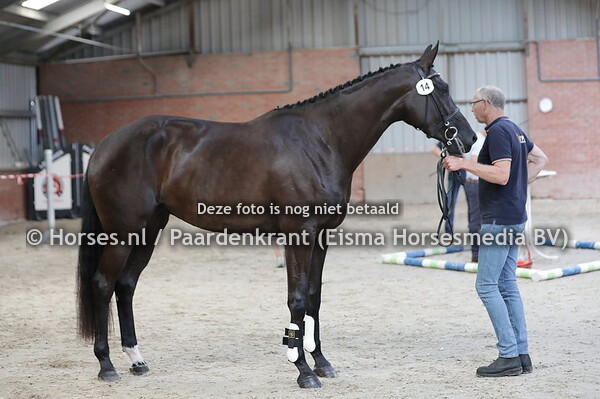 14 Parendy P (Seperados x Borendy v. Painted Black)