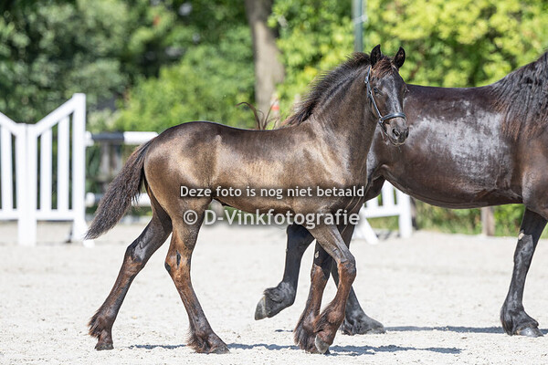 19. Dycke van Ollesland