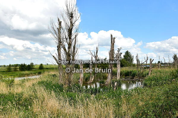 Omloop van de Biesbosch 17-05-2025