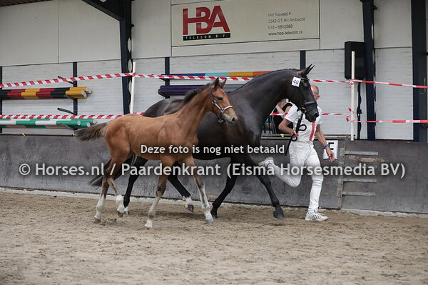 40 Zanou (Don Ruto x Toscana v. Negro) met veulen